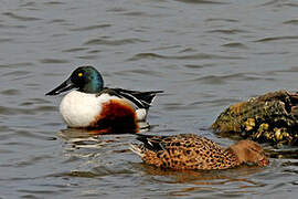 Northern Shoveler