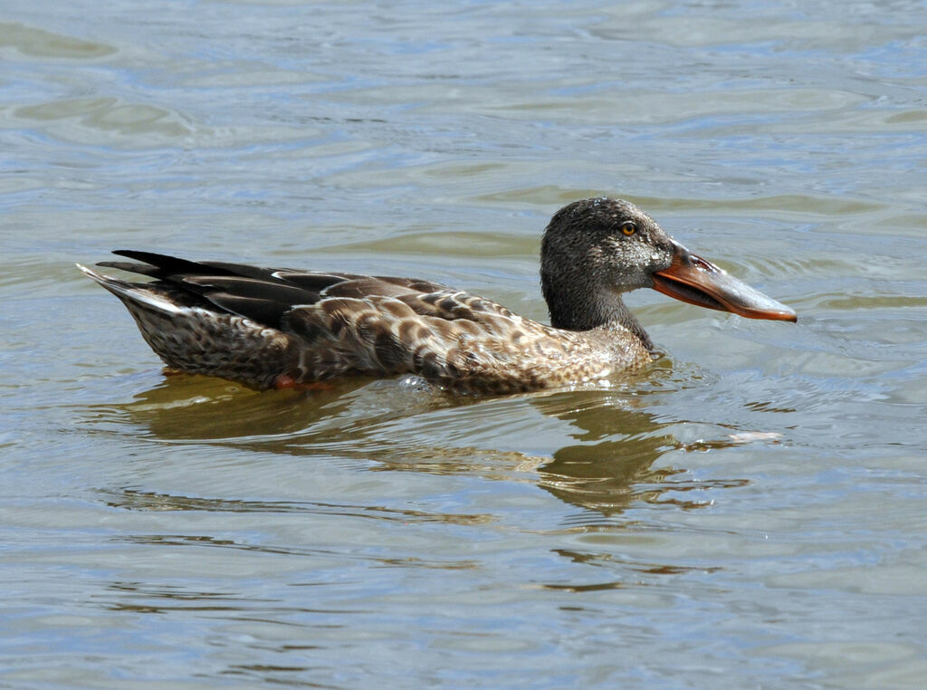 Canard souchet