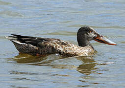 Canard souchet