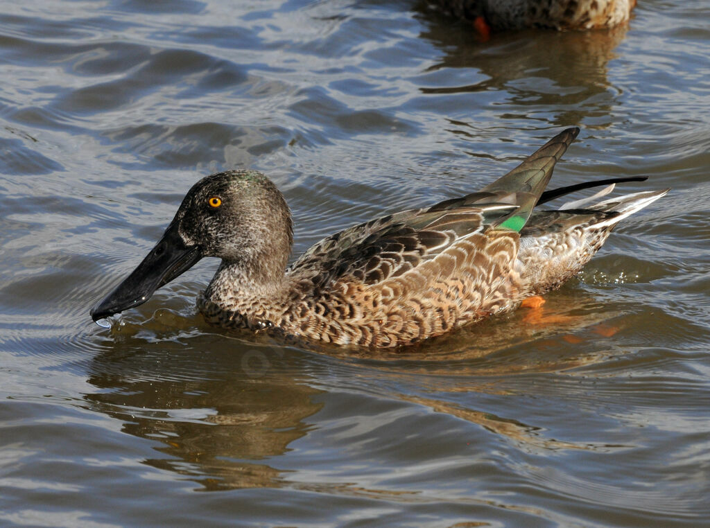 Canard souchet