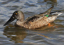 Canard souchet