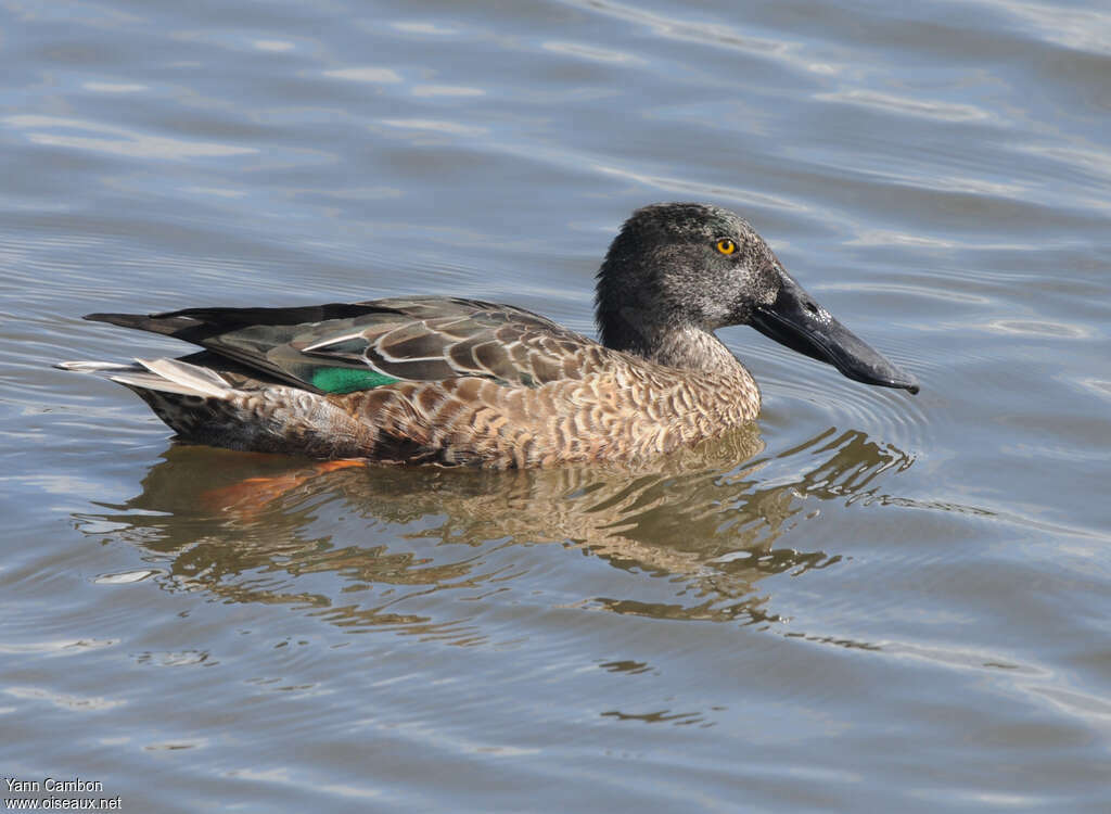 Northern Shoveler male adult post breeding