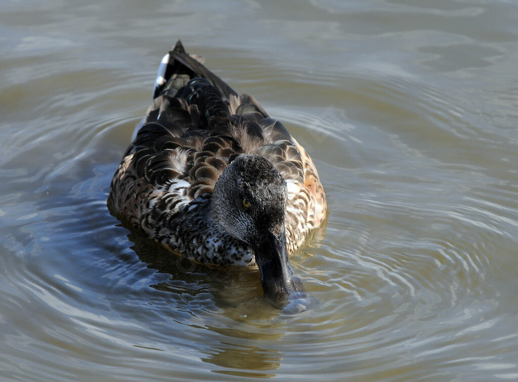 Canard souchet