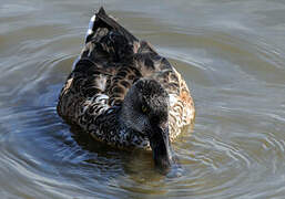 Northern Shoveler