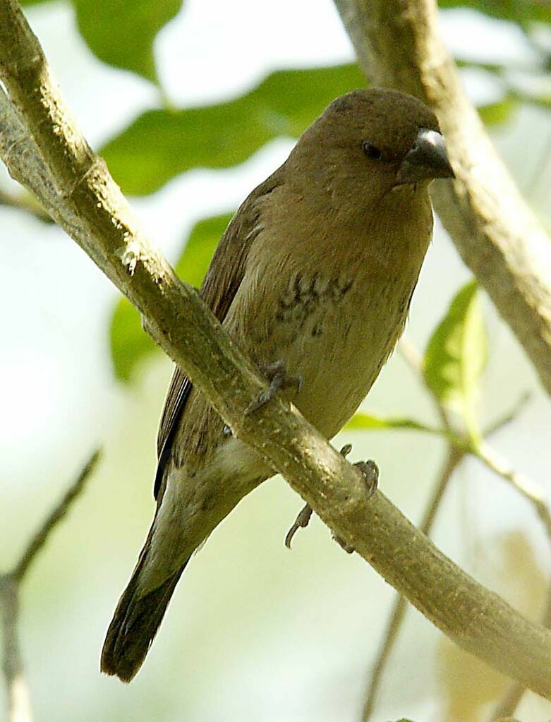 Scaly-breasted Munia