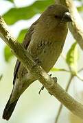 Scaly-breasted Munia