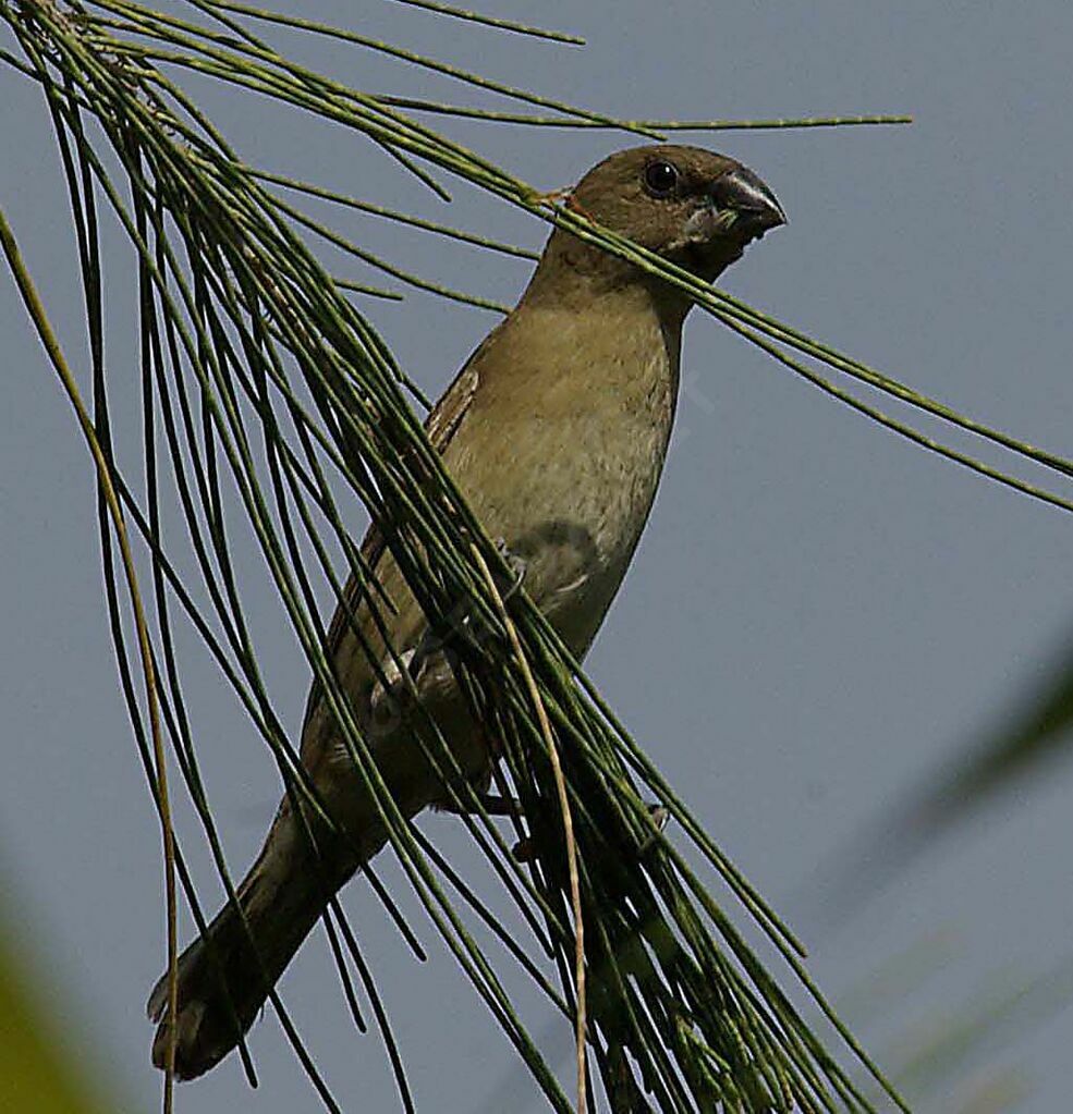 Scaly-breasted Munia