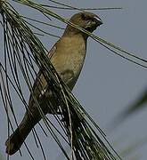 Scaly-breasted Munia