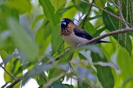 White-rumped Munia