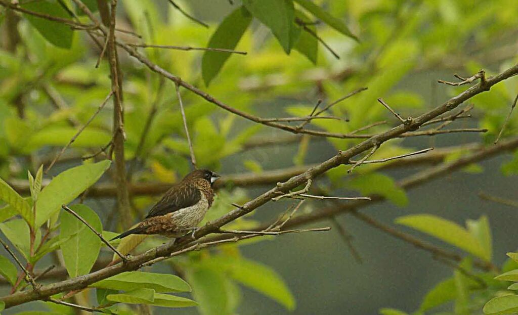 White-rumped Munia