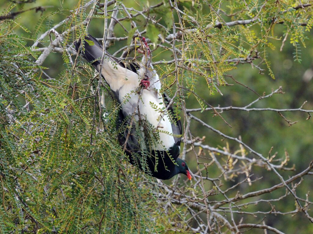 New Zealand Pigeon