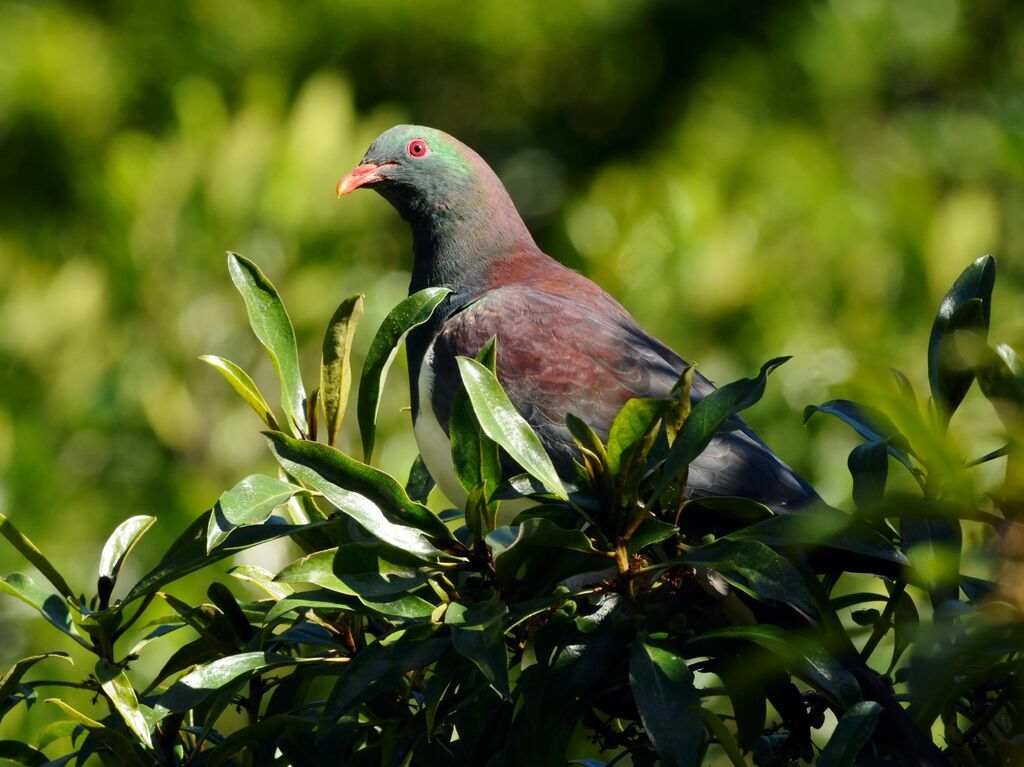 New Zealand Pigeon