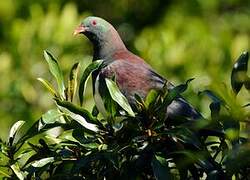 New Zealand Pigeon