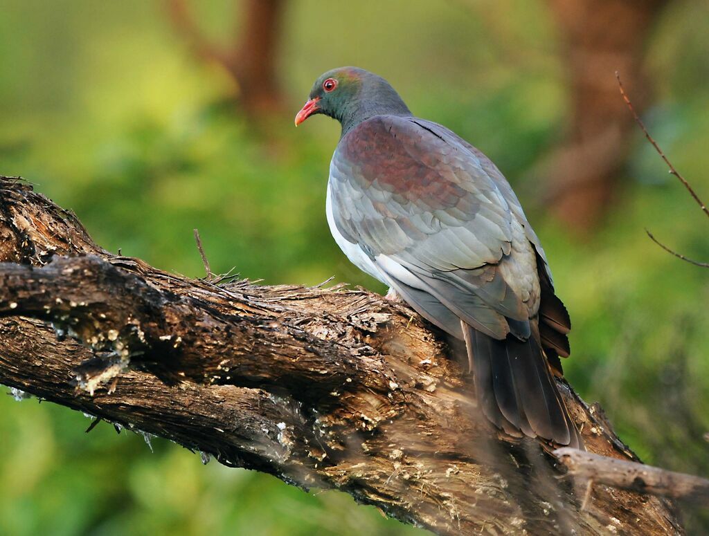 New Zealand Pigeon