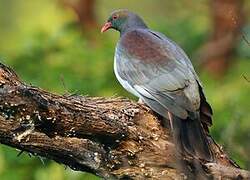 New Zealand Pigeon