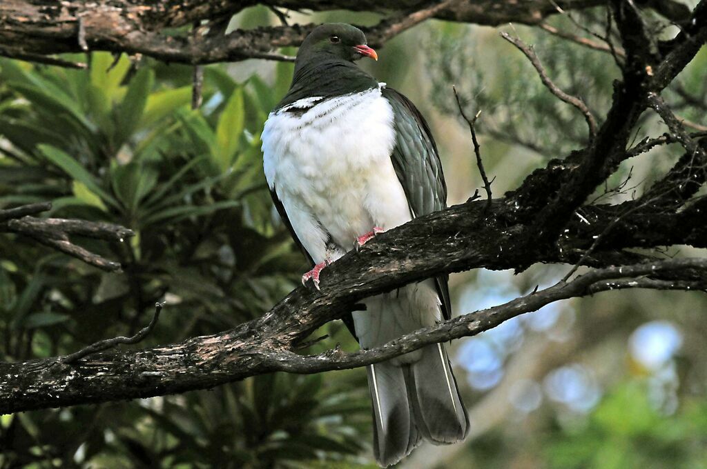 New Zealand Pigeon