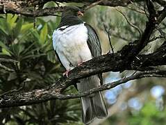 New Zealand Pigeon