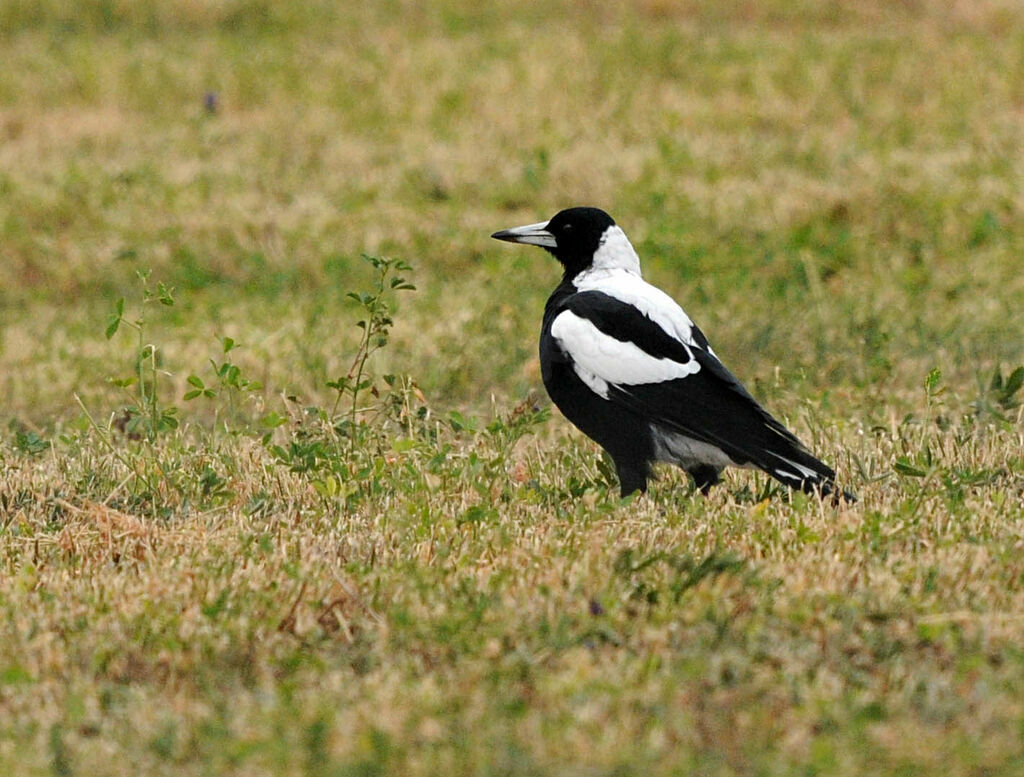 Australian Magpie