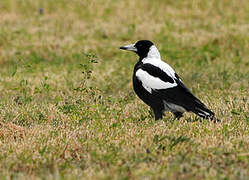 Australian Magpie