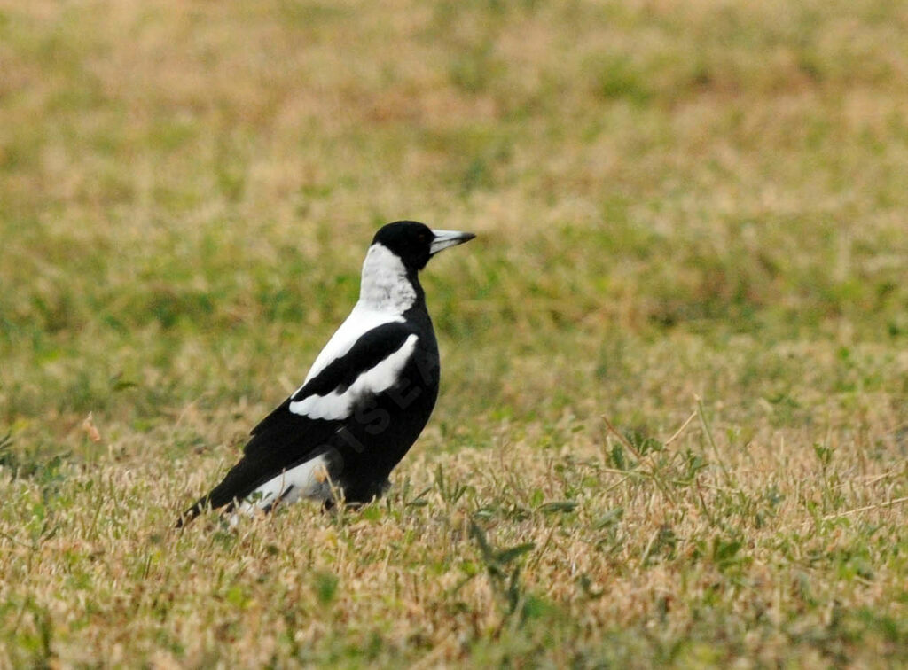 Australian Magpie