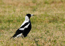 Australian Magpie