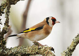 European Goldfinch