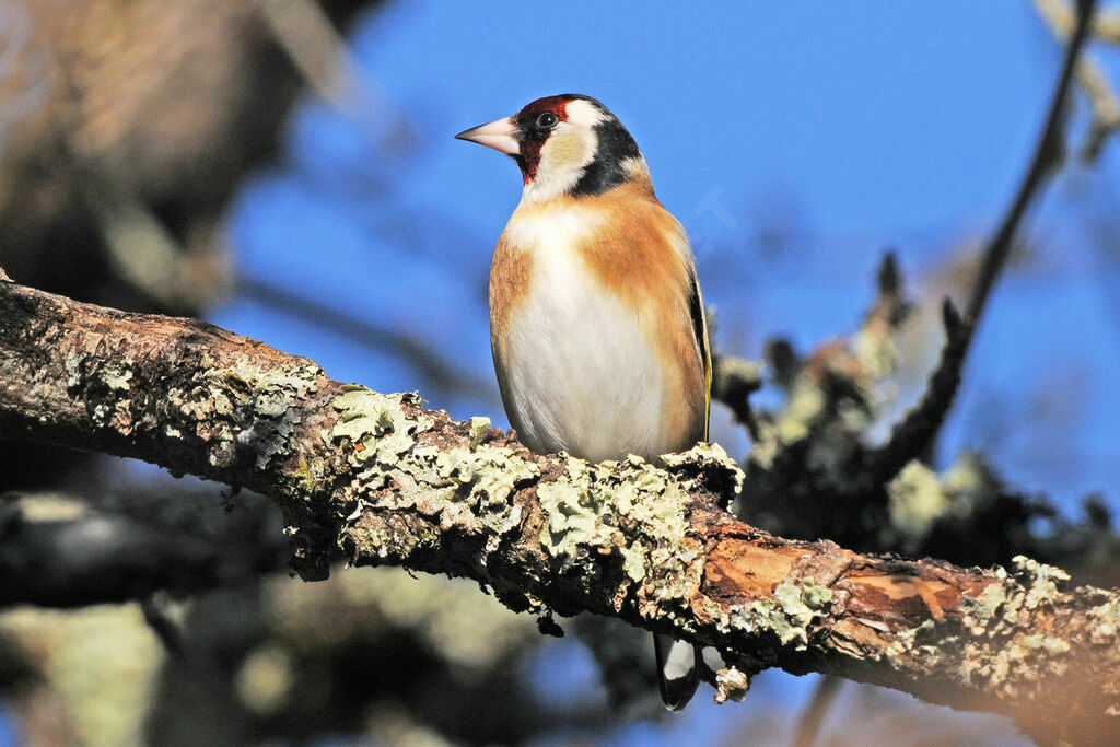 European Goldfinch