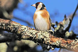 European Goldfinch