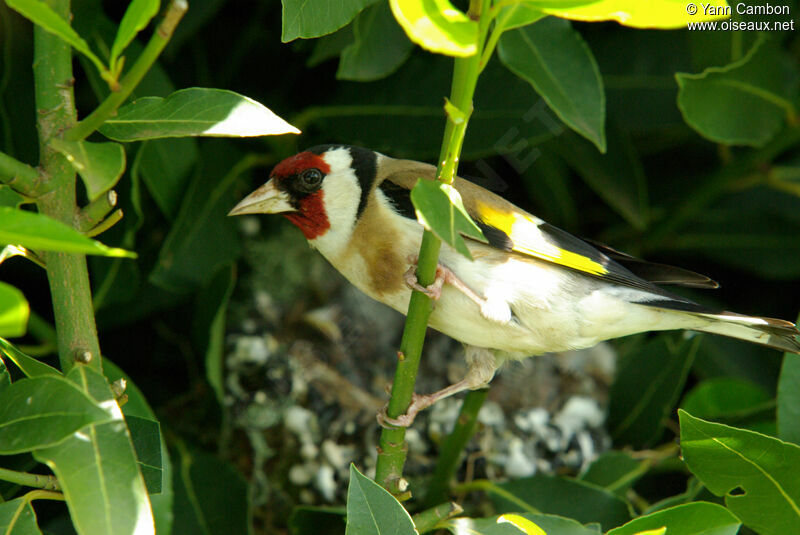 European Goldfinchadult breeding