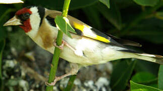 Chardonneret élégant