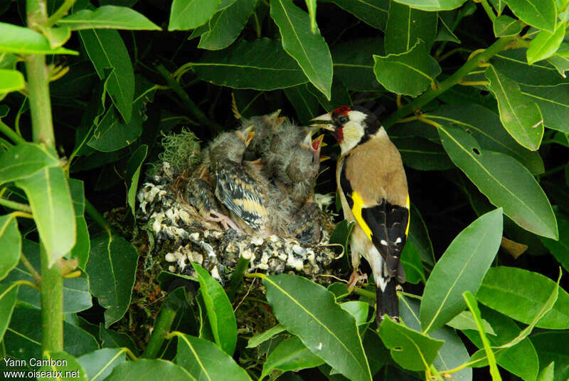 European Goldfinch, Reproduction-nesting
