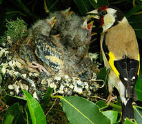 European Goldfinch