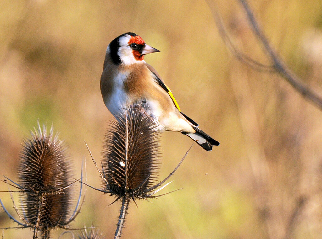 European Goldfinch