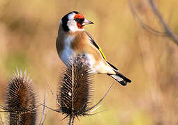 European Goldfinch