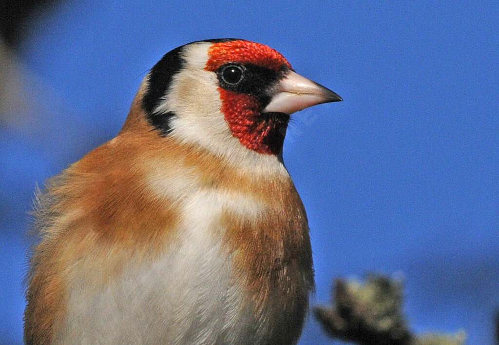 Chardonneret élégant