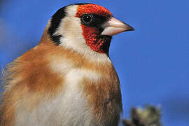 European Goldfinch