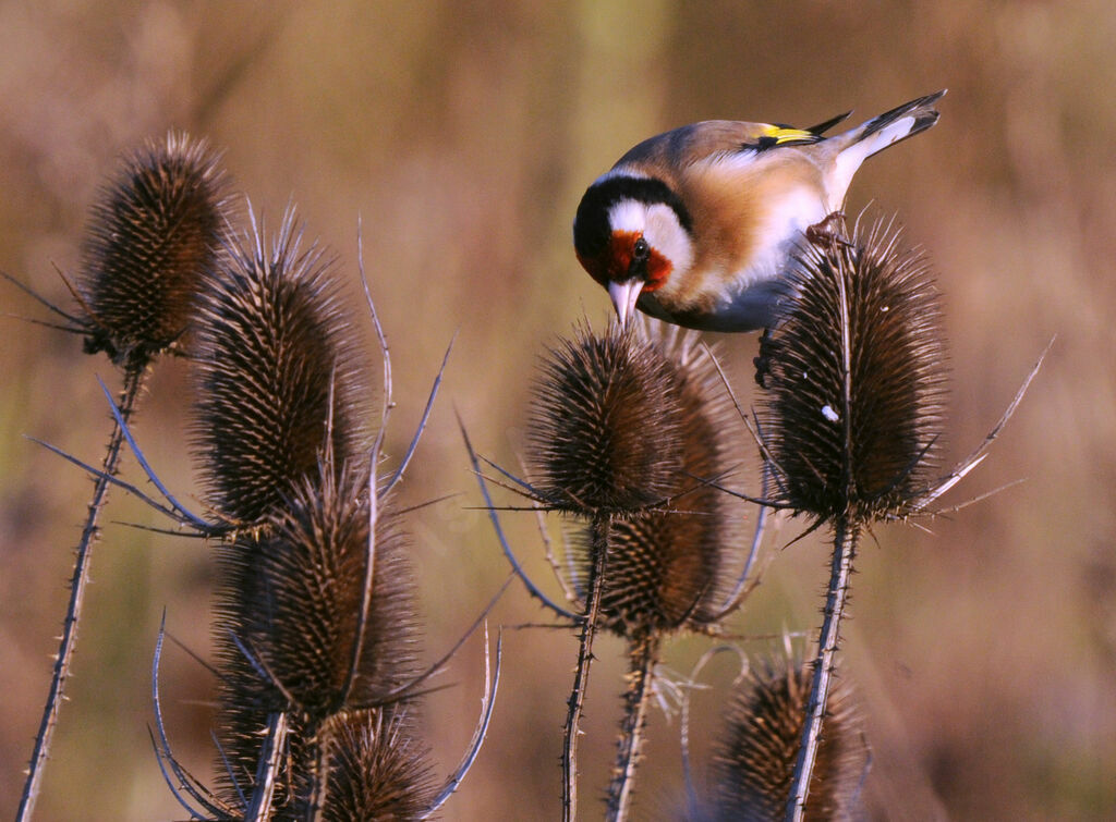 European Goldfinch