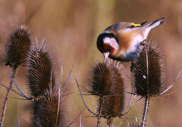 European Goldfinch