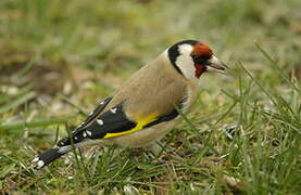 Chardonneret élégant