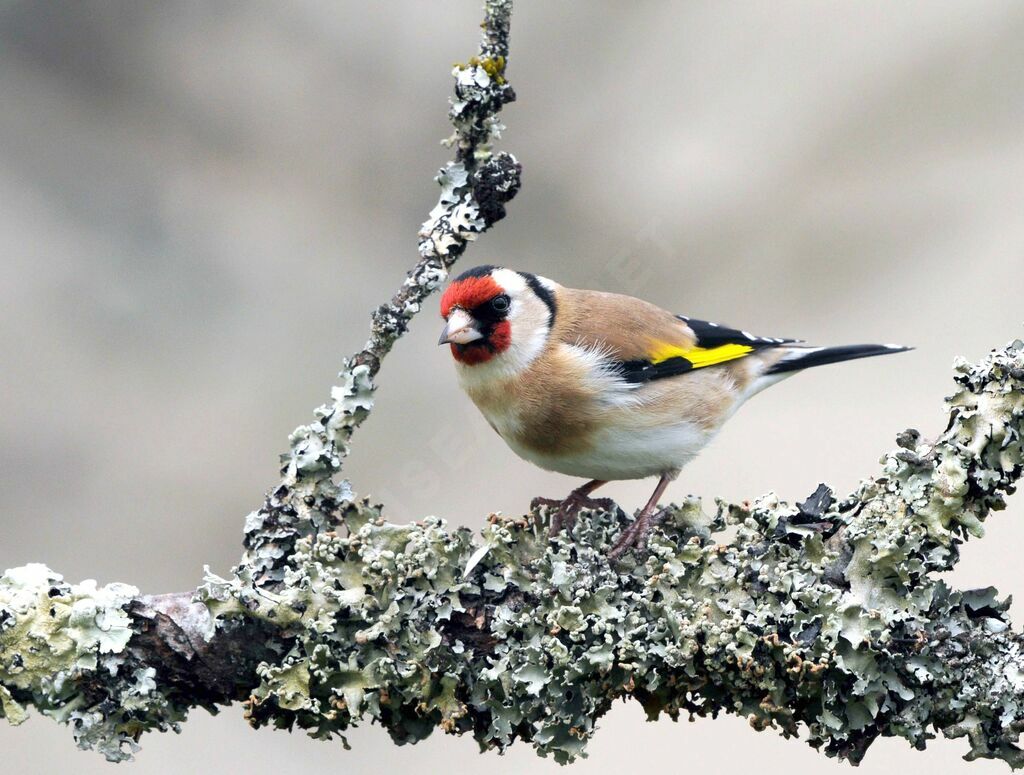 Chardonneret élégant femelle adulte