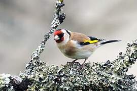 European Goldfinch