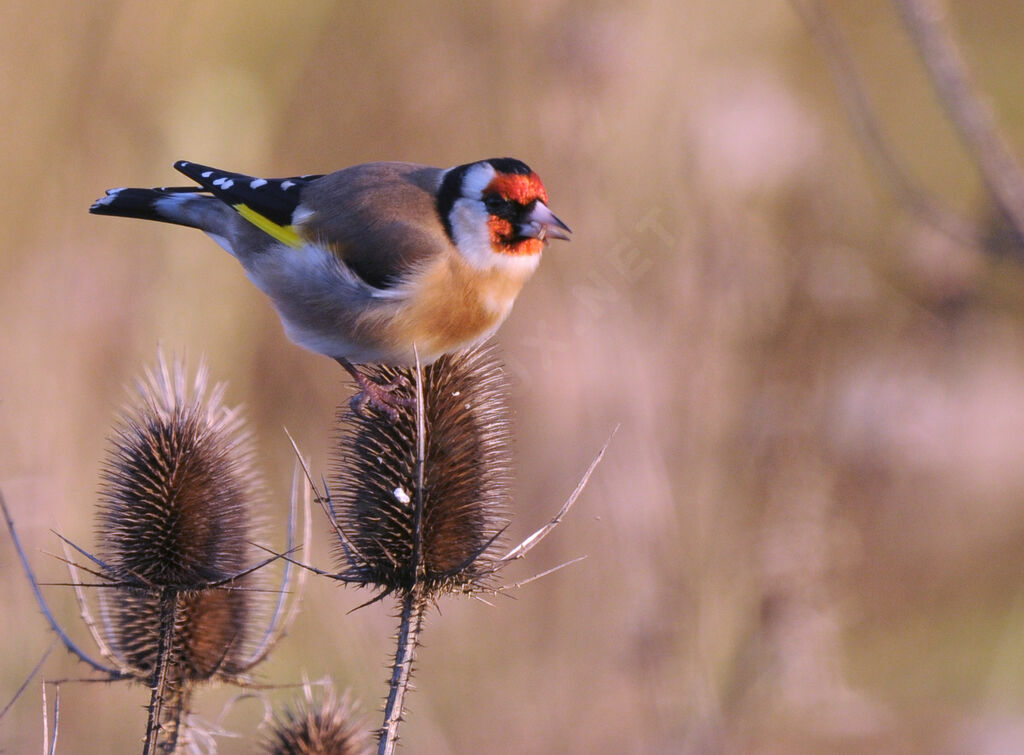 European Goldfinch