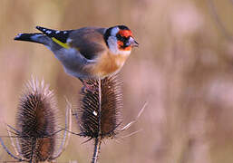 European Goldfinch