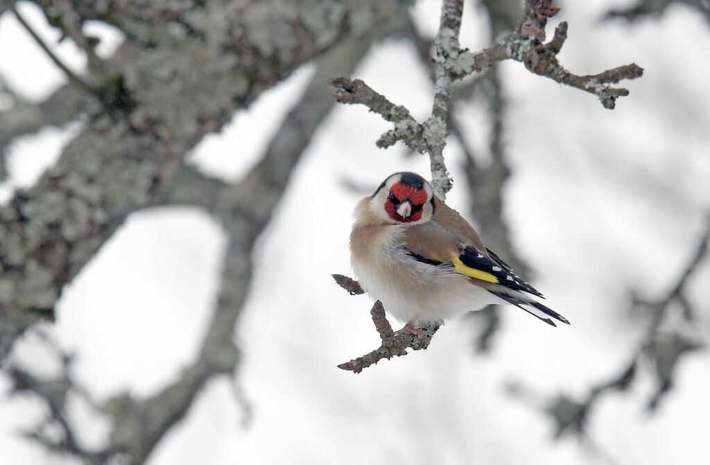 European Goldfinch