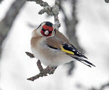 European Goldfinch