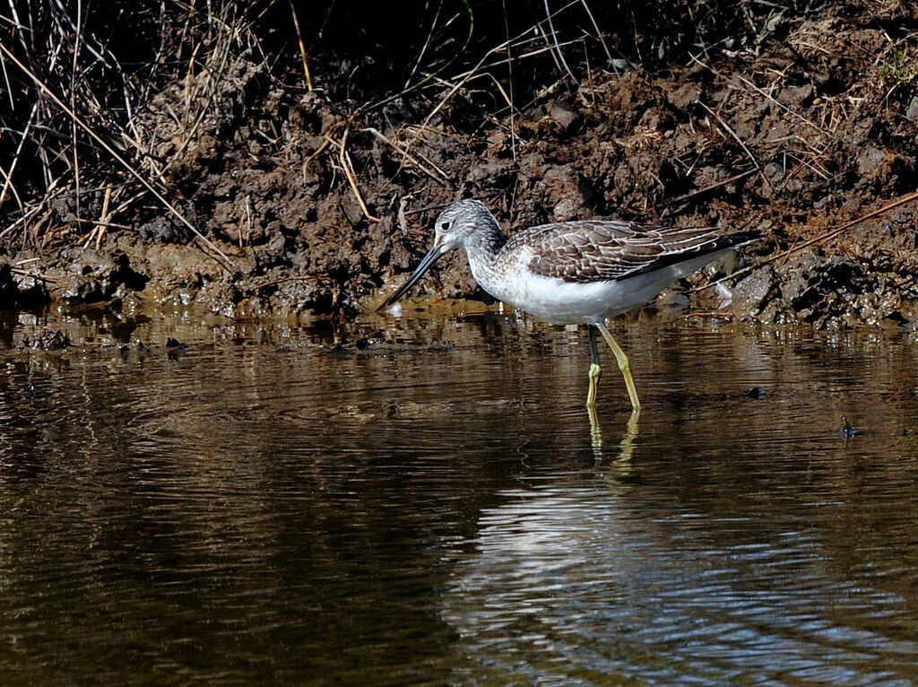 Common Greenshank