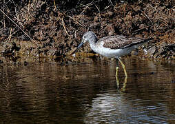 Common Greenshank