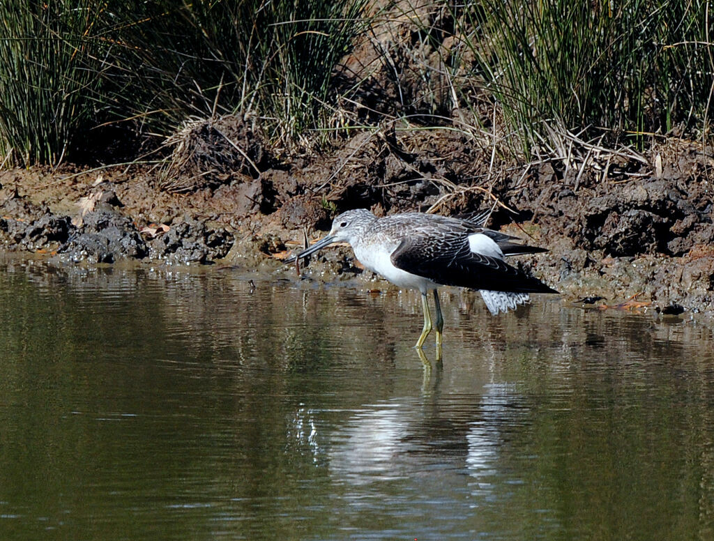 Common Greenshank