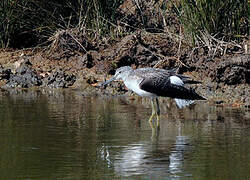 Common Greenshank