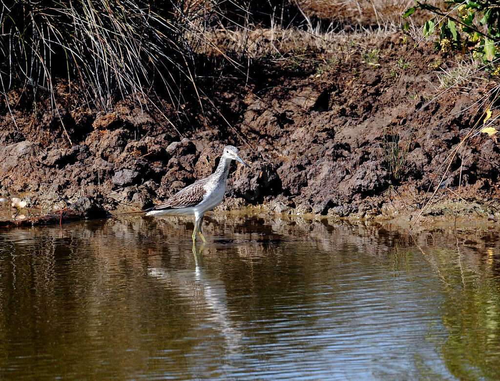 Common Greenshank